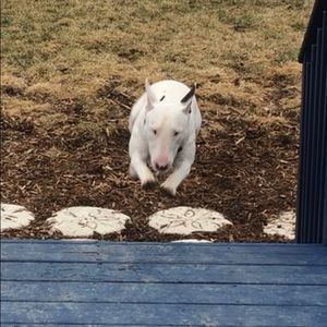 Meet your Posher, Roy